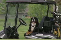 Dog/Puppy Seat Leash for Golf Cart - 3 Guys Golf Carts